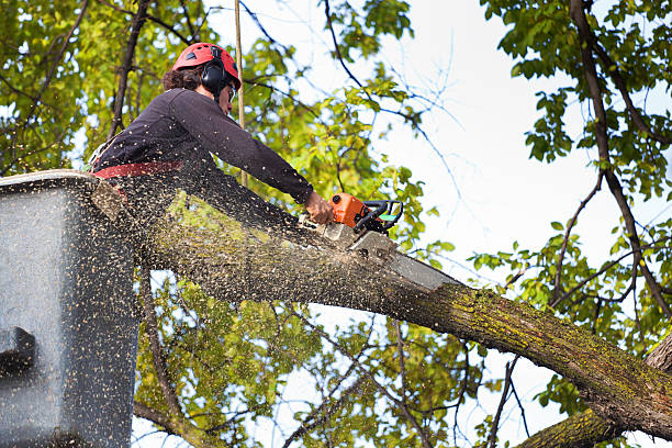 Best Palm Tree Trimming  in USA